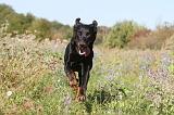 BEAUCERON 170